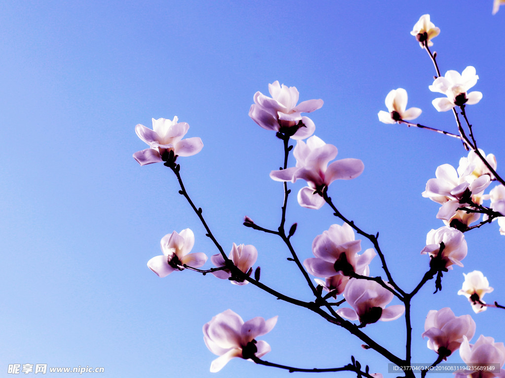 玉兰花