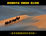 金色沙漠中的骆驼队