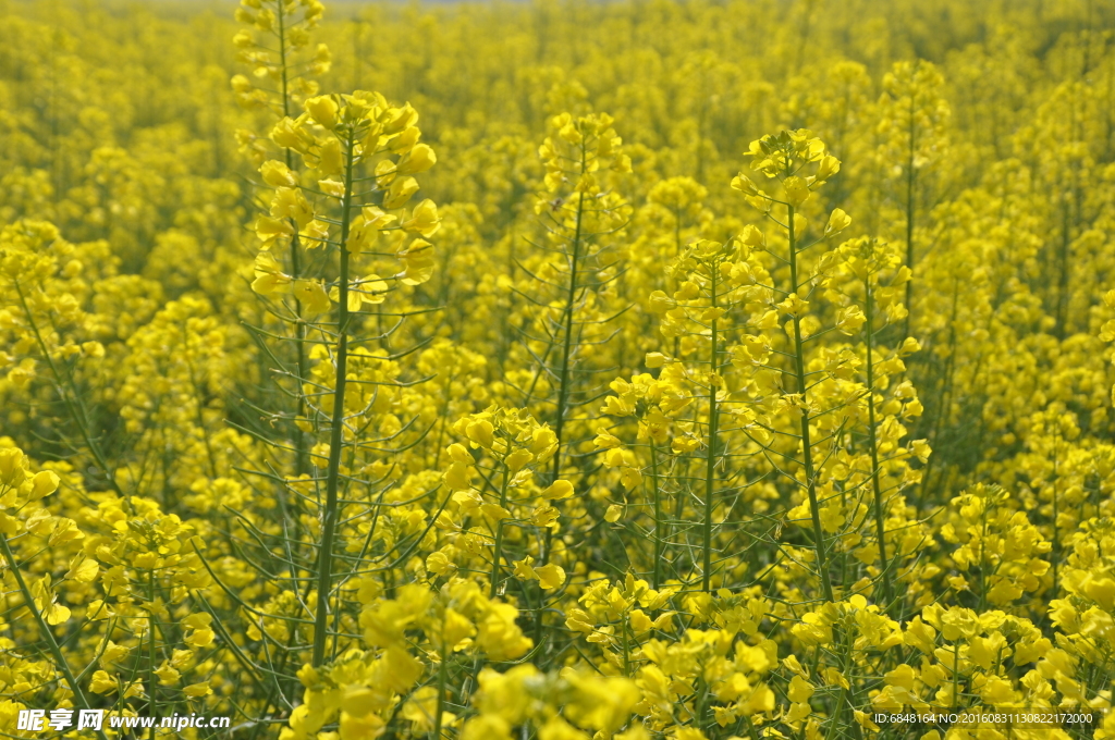 油菜花