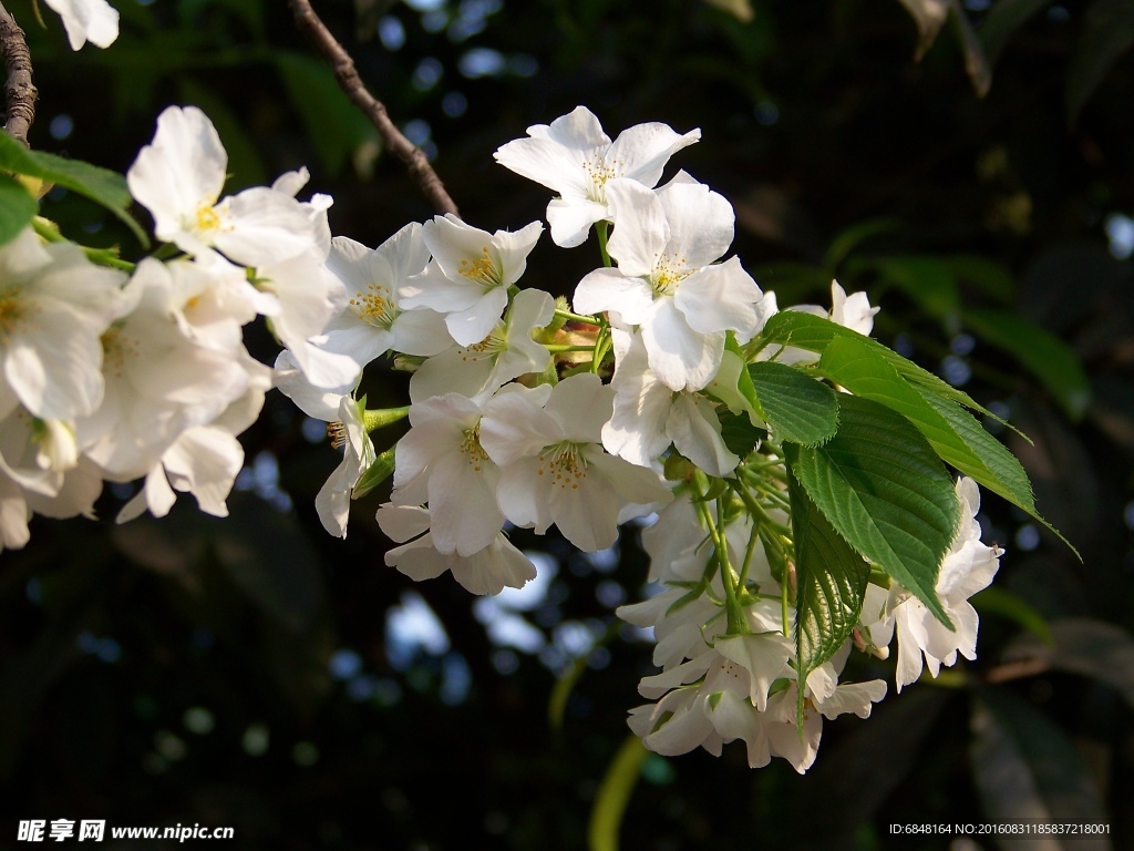 春天白色的花图片