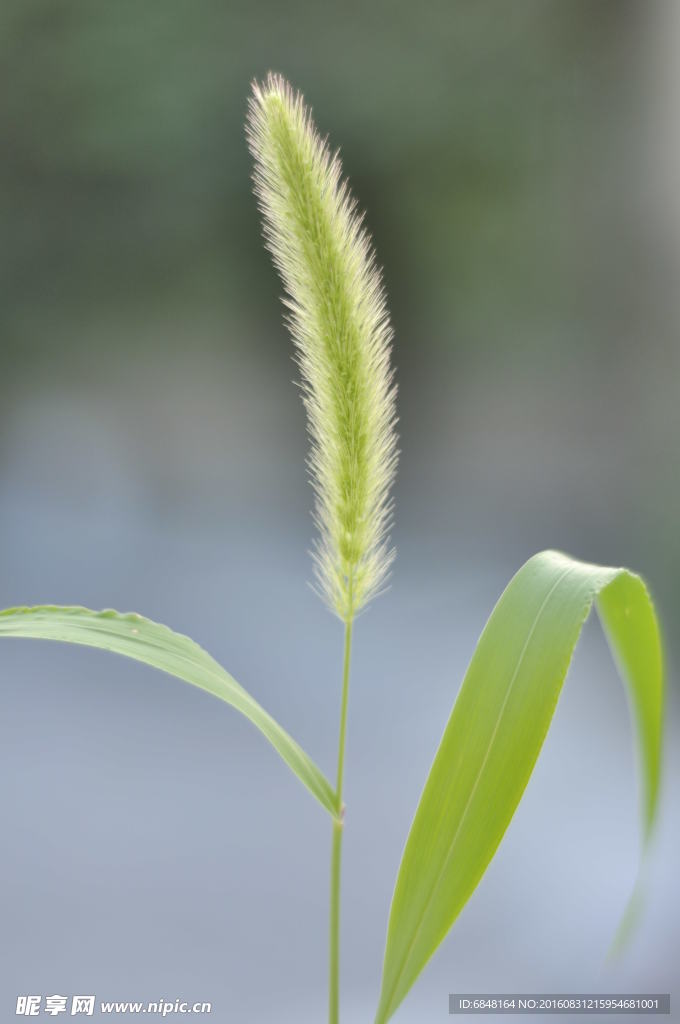 狗尾巴草