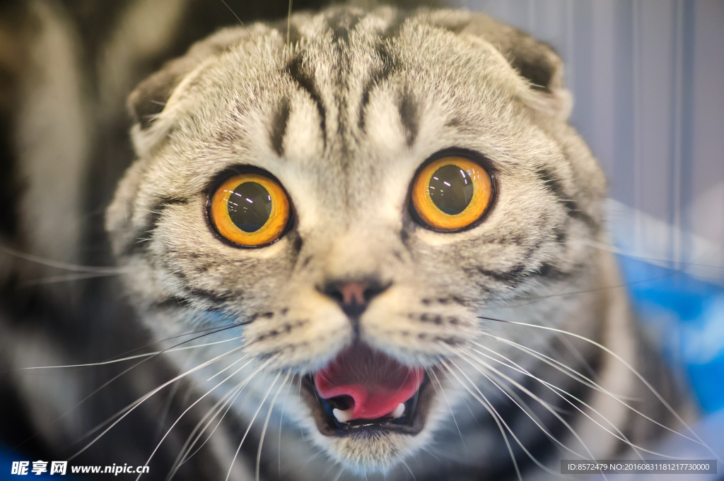 惊讶猫猫