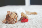 小猫睡觉