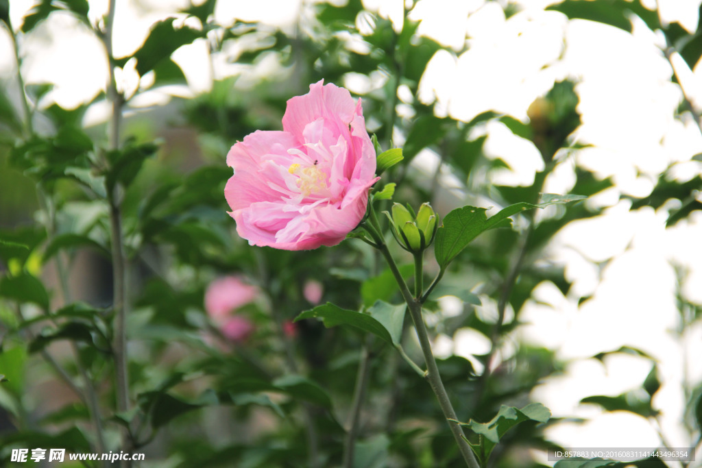 木棉花