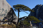 黄山迎客松