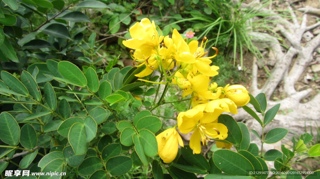 花