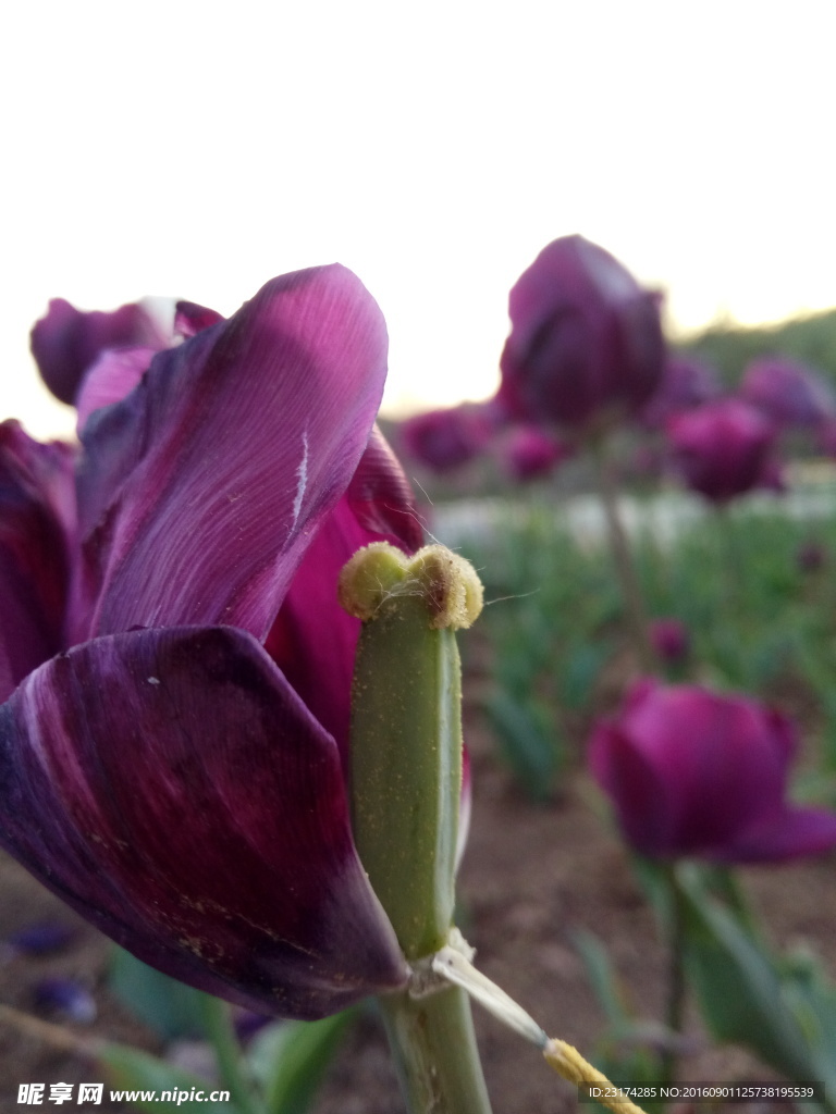 凋零的紫色郁金香