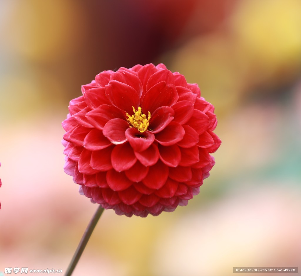 美丽红色花朵
