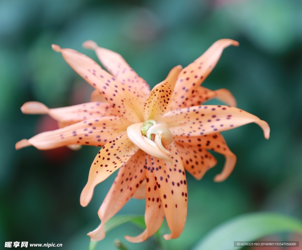 百合花