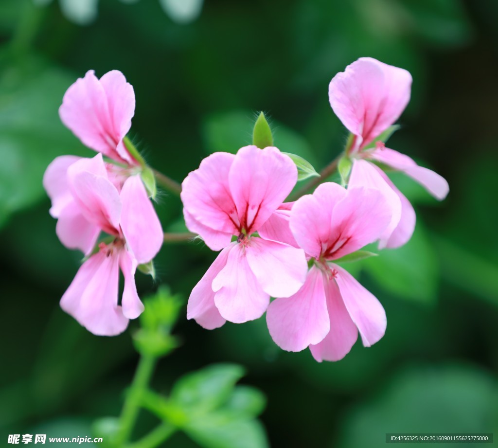 粉色花