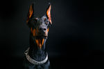 杜宾犬摄影
