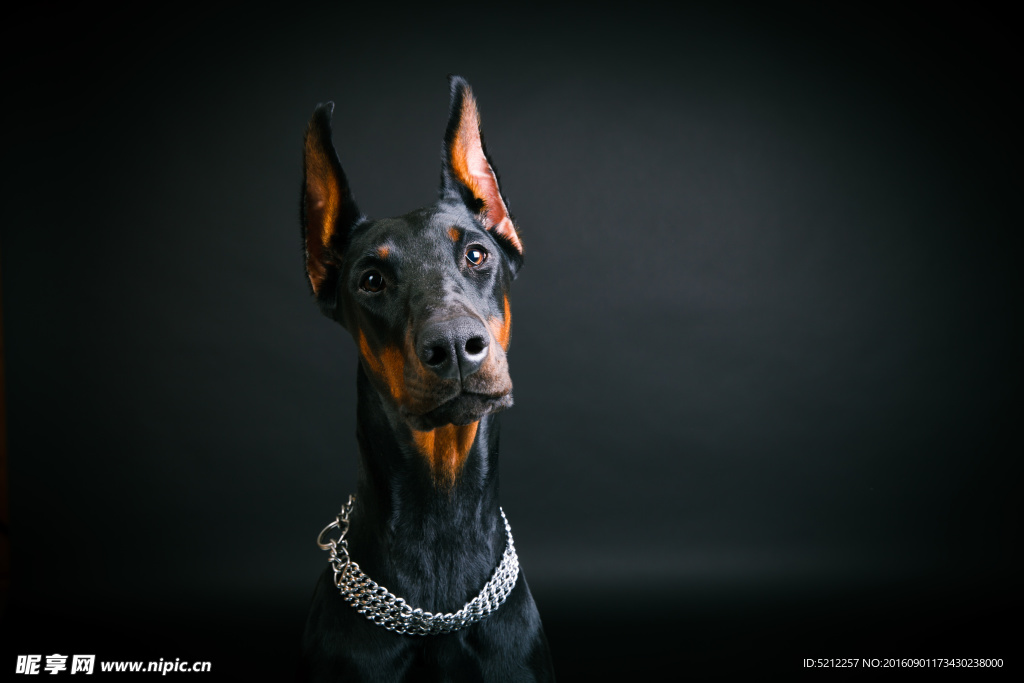 杜宾犬摄影