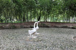 鹅池