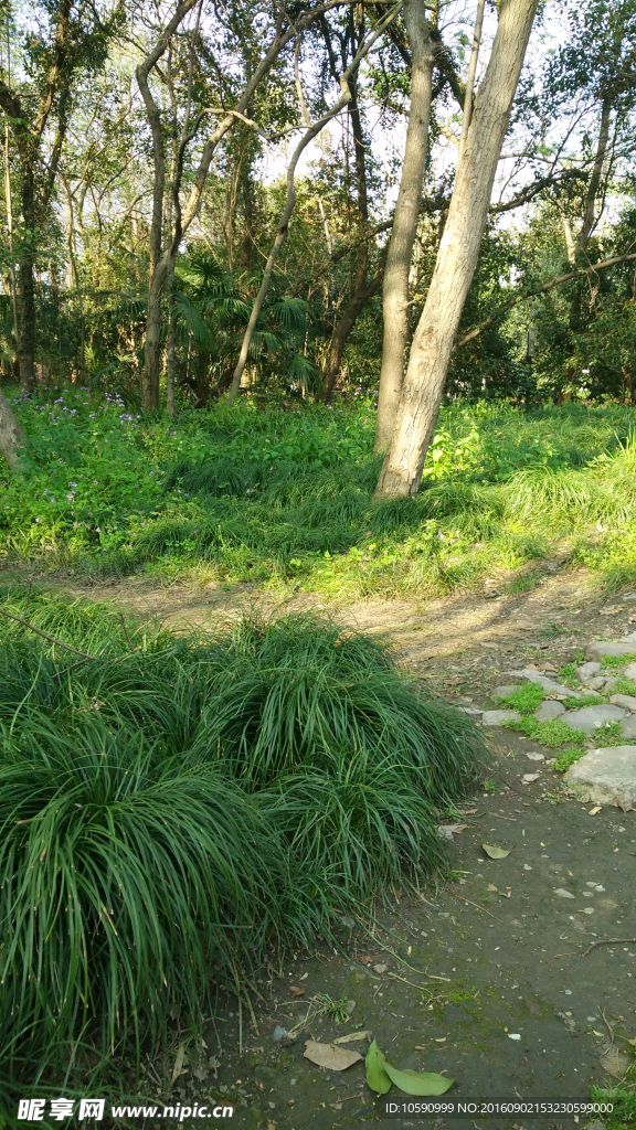 绿树