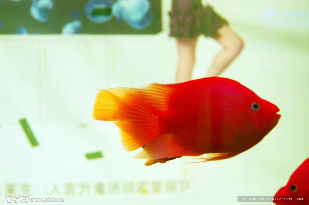美人鱼 红金鱼