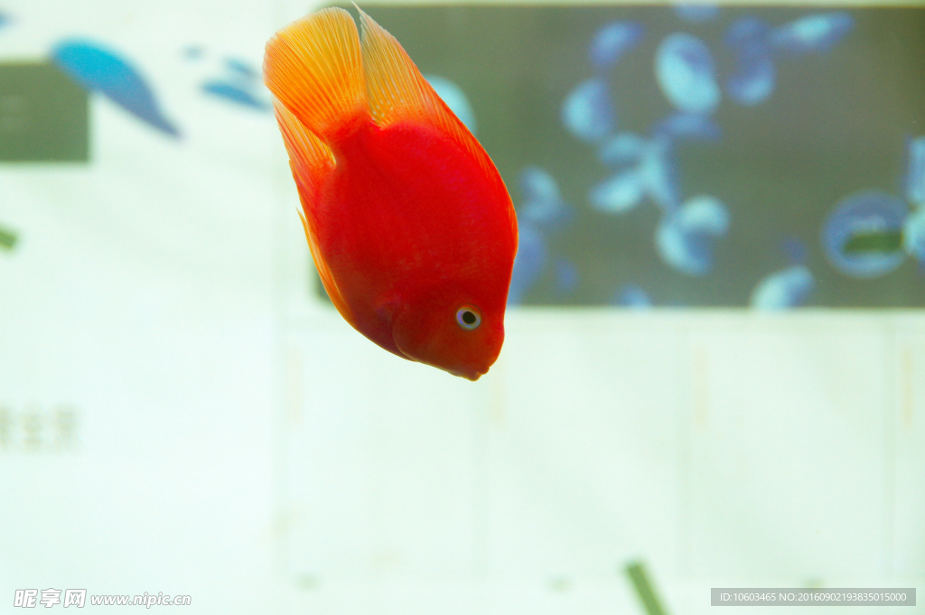 红金鱼 鹦鹉鱼