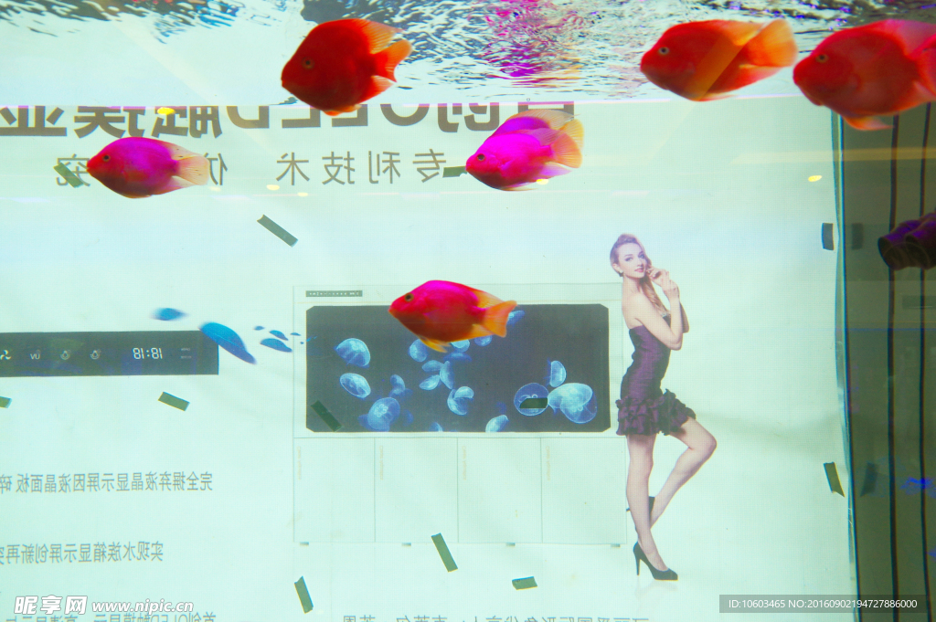 一群鱼