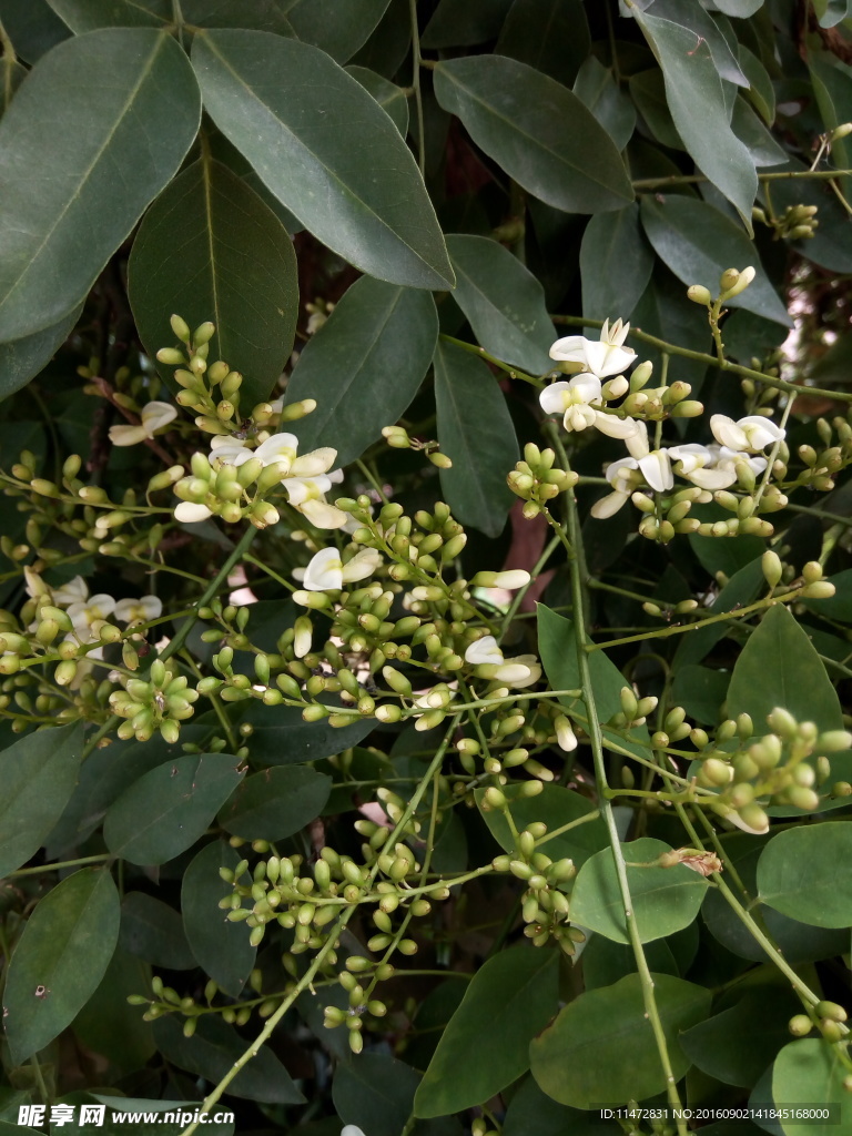 白花绿叶