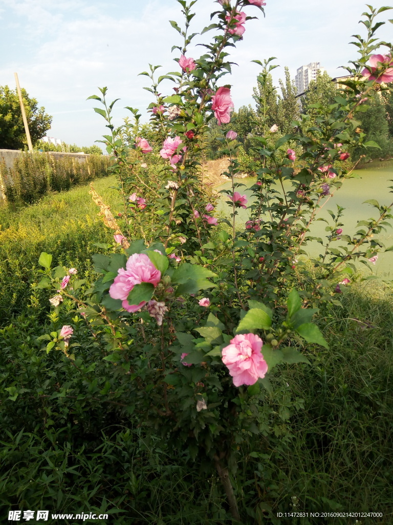 花树