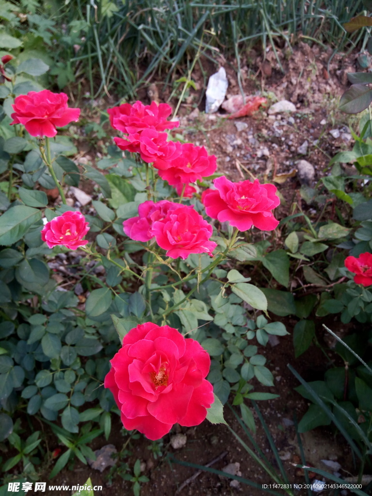 月季花