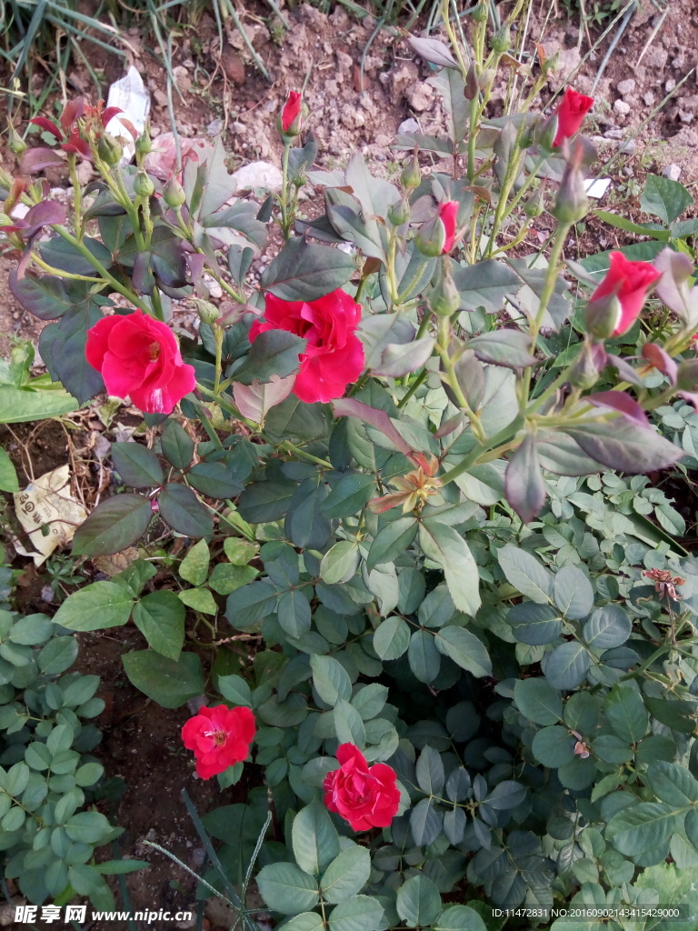 月季花