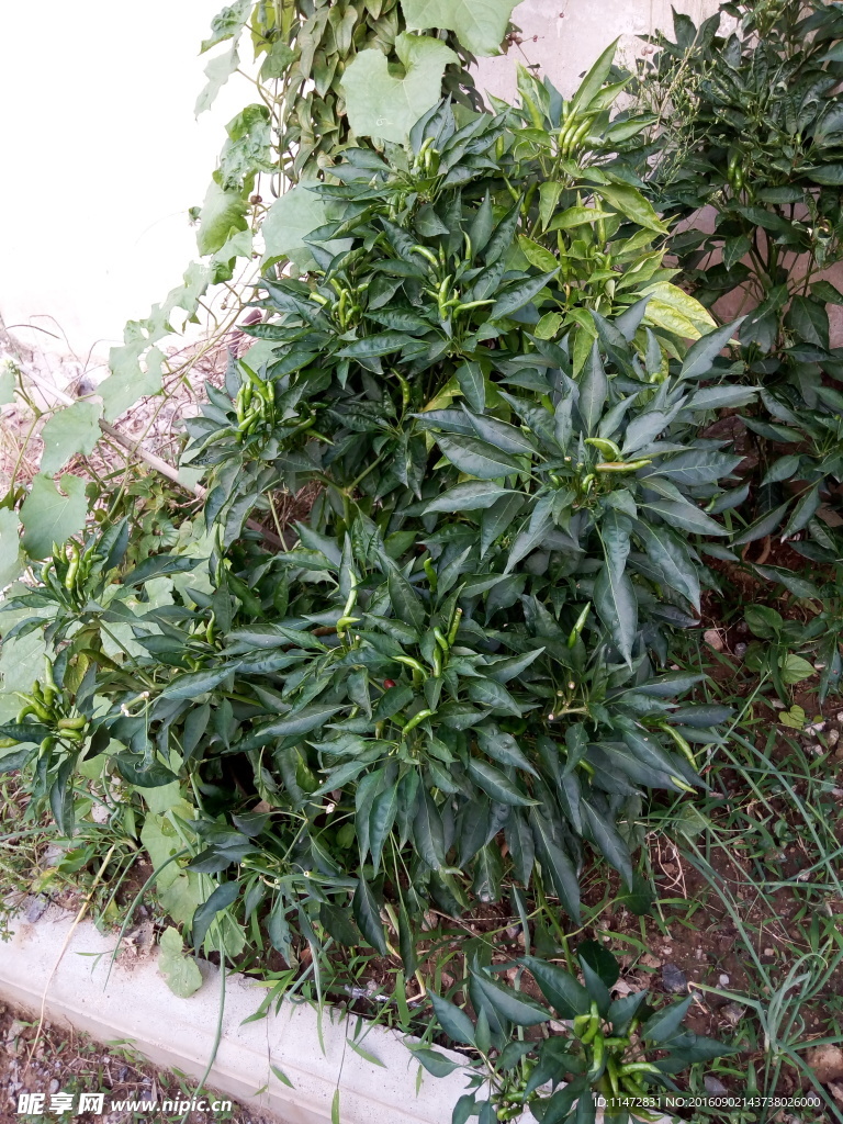 青椒