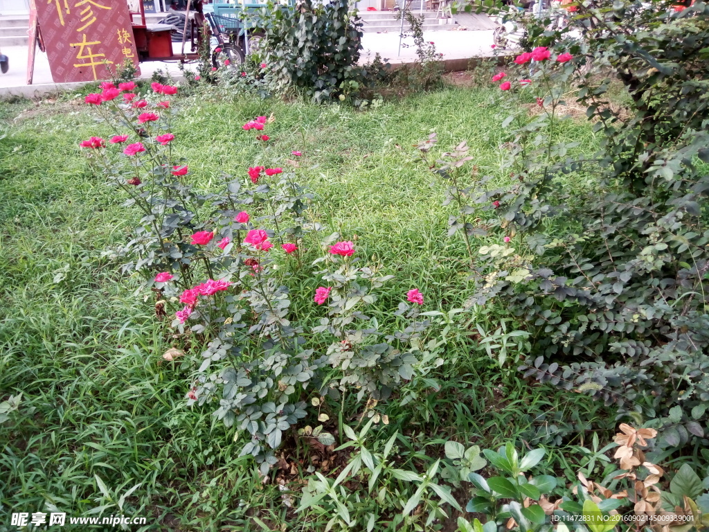 月季花
