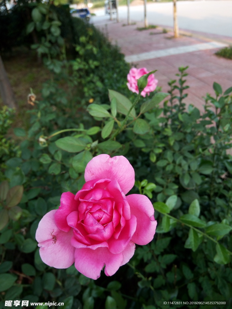 月季花