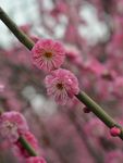 红梅花开