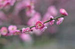 红梅花开