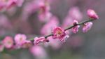 红梅花开
