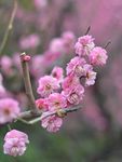 红梅花开