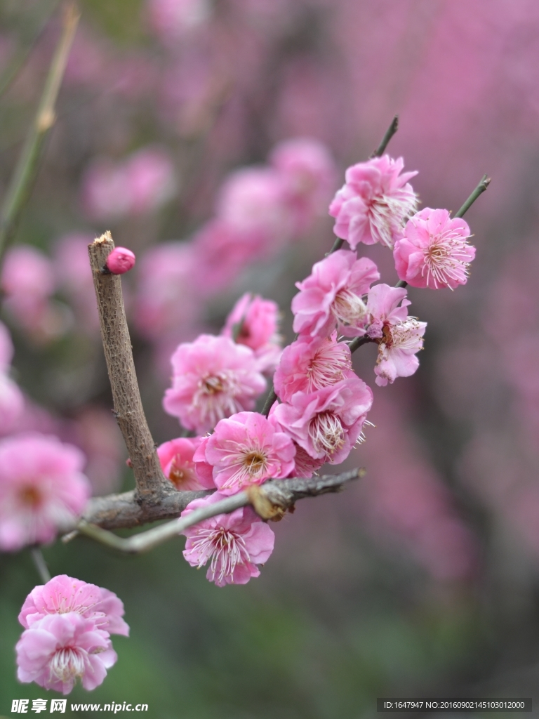 红梅花开