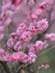 红梅花开