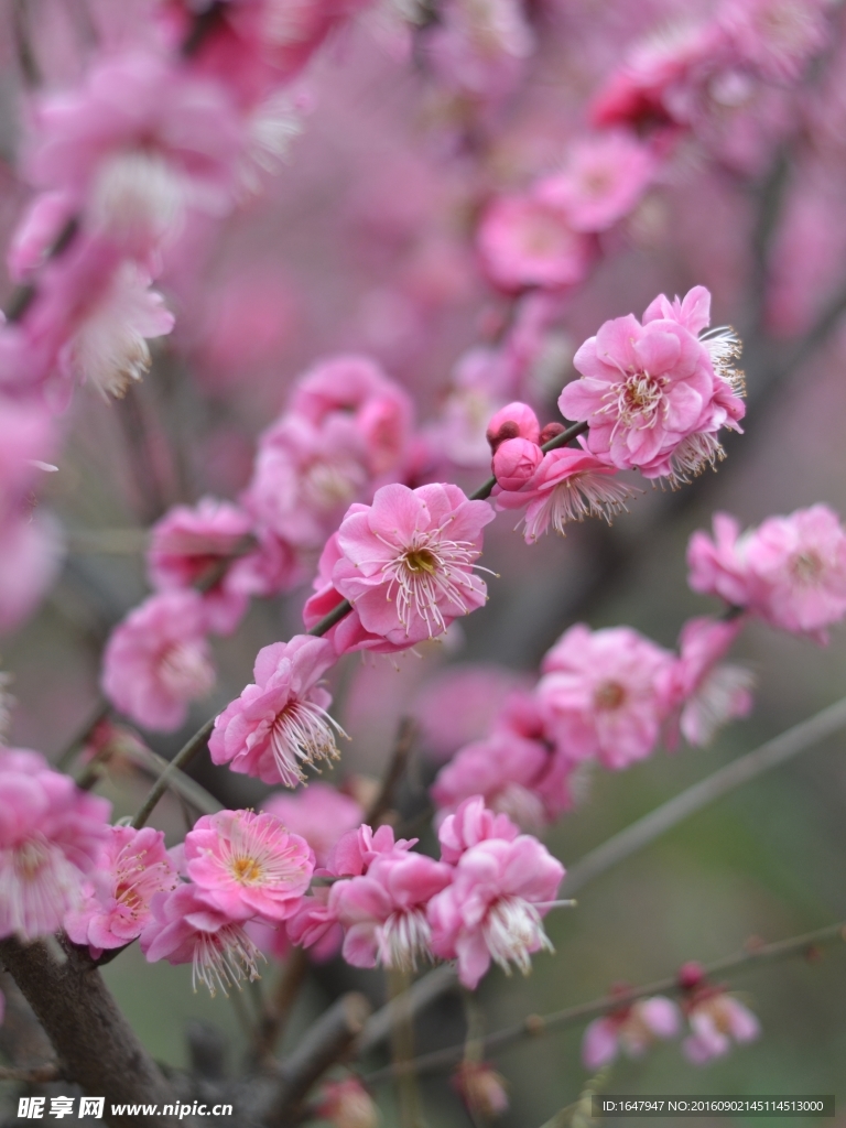 红梅花开