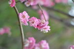 红梅花开