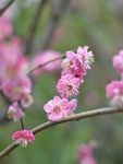 红梅花开