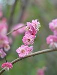 红梅花开