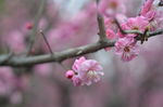 红梅花开