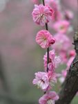 红梅花开