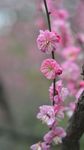 红梅花开