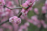 红梅花开