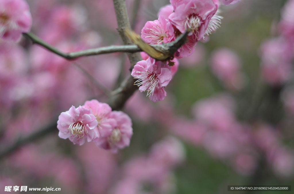 红梅花开