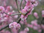 红梅花开