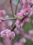 红梅花开