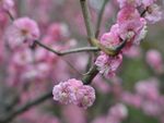 红梅花开