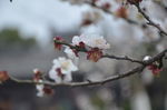 梅花开