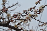 梅花