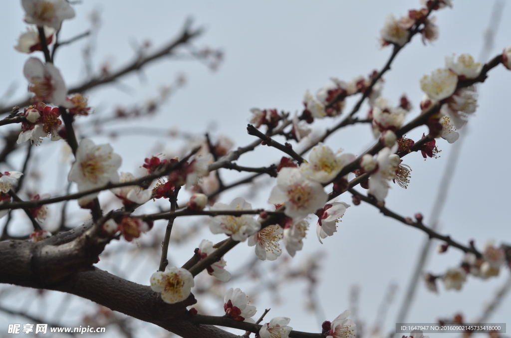 梅花