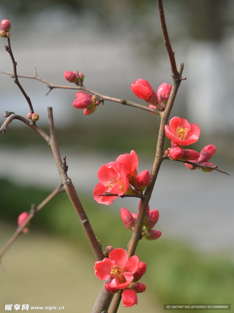 硬梗海棠
